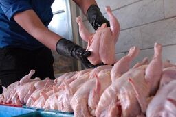 قیمت گوشت مرغ تازه در میادین اعلام شد