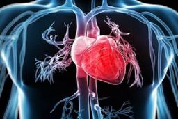 شادی و تغذیه سالم، کلید تقویت قلب از نگاه طب ایرانی