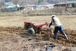 مرگ تلخ یک کارگر با دستگاه کولتیواتور