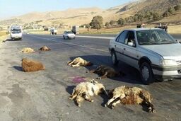 عکس دلخراش از تصادف شدید پژو پارس با گله احشام/عکس