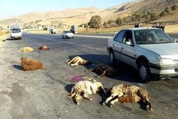 عکس دلخراش از تصادف شدید پژو پارس با گله احشام/عکس