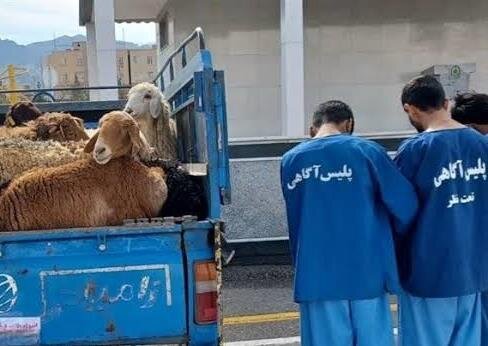 گوسفندان غیر مجاز در دام پلیس