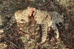 جزئیات مرگ دردناک پلنگ مازندران در الیرد چهاردانگه به دست شکارچیان