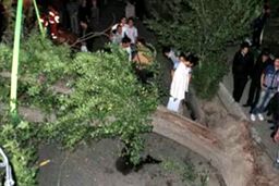 مرگ شوکه کننده دو پسربچه به دلیل سقوط درخت در پارک جنگلی در این شهر شمالی