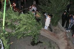 مرگ شوکه کننده دو پسربچه به دلیل سقوط درخت در پارک جنگلی در این شهر شمالی