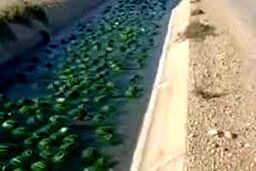 رودخانهٔ هندوانه در بوشهر!