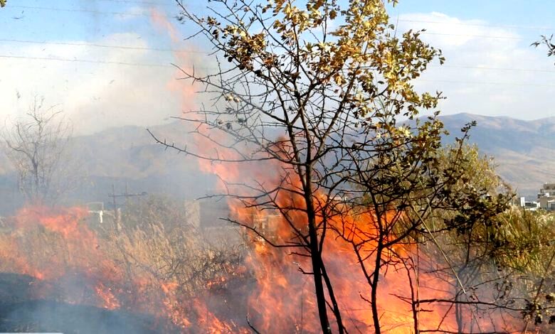 ببینید: آتش‌سوزی گسترده در پارک ملی دز