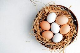 زرده تخم مرغ برای سالمندان مضر است؟
