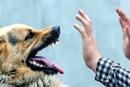 آمار فوتی ناشی از هاری در کشور اعلام شد