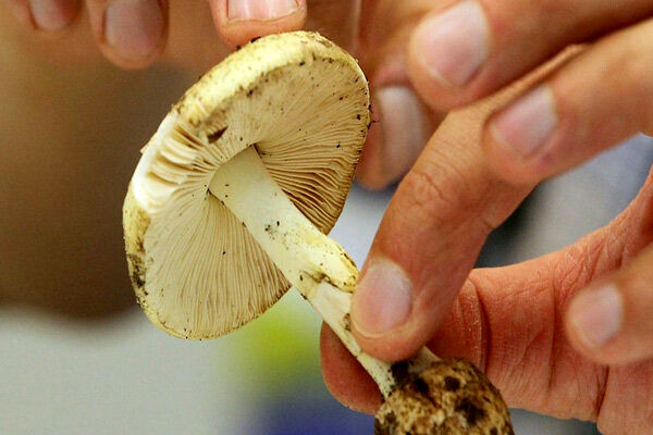 هشدار؛ مصرف این قارچ‌ها جانتان را تهدید می‌کند/ علائم مسمومیت