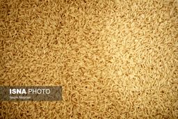 برنج را حذف نکنید؛ درست مصرف کنید

