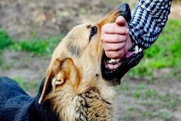 «هاری» بیماری مرگبار اما قابل پیشگیری/ روند افزایشی حیوان‌گزیدگی و هاری در کشور